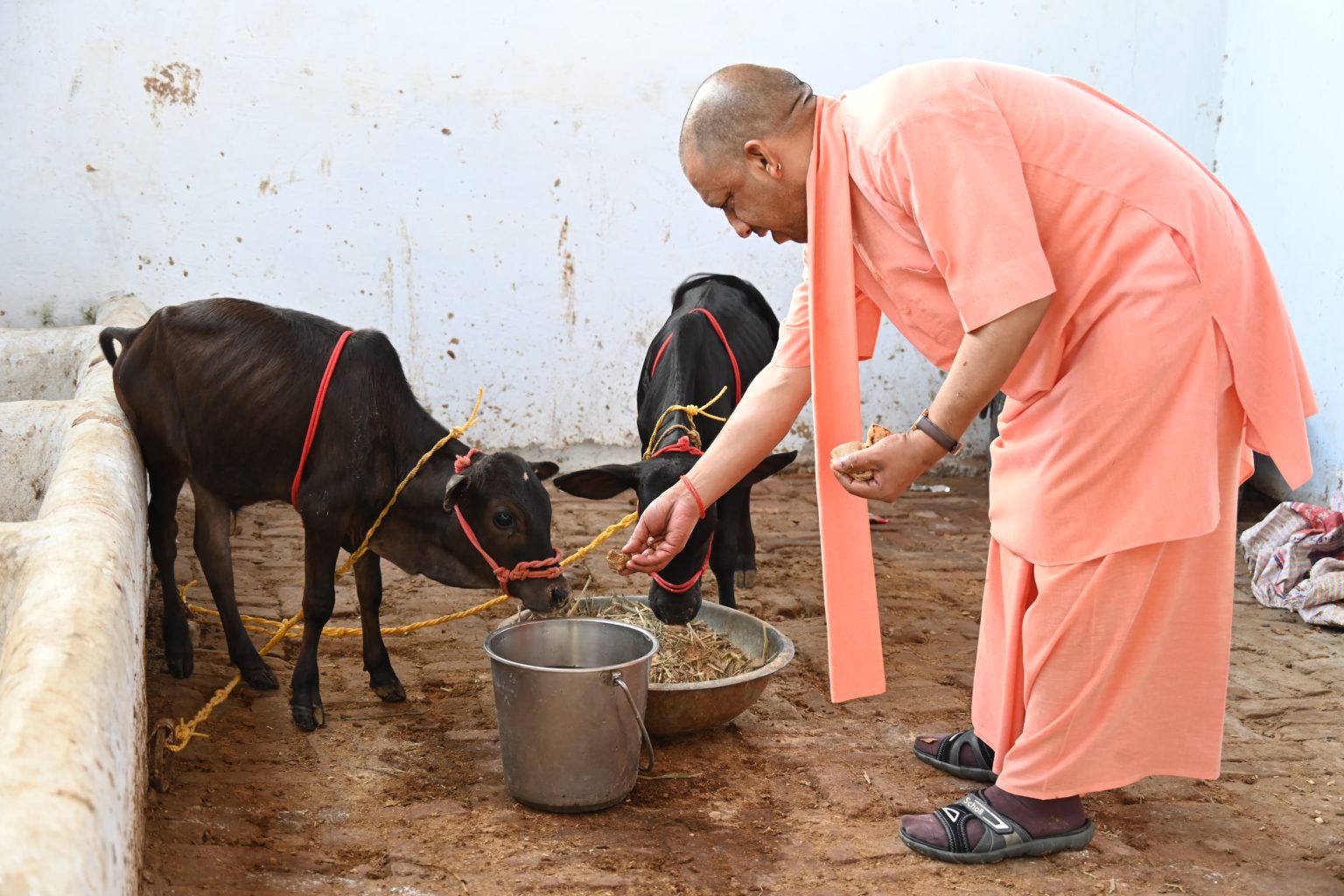 गोरक्षपीठ में आई दुर्लभ पुंगनूर नस्ल की गायें, मुख्यमंत्री ने अपने हाथों से खिलाया गुड़